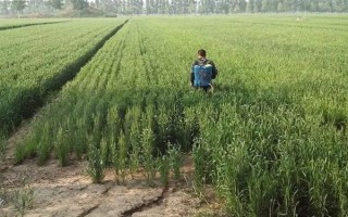 麥青的簡介，也叫麥苗屬于一年生草本植物