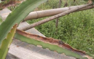 火龍果出現(xiàn)根腐病的原因，過度澆水或受到機(jī)械損傷均容易發(fā)病