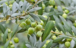 油橄欖的生長習(xí)性，適合生長在日平均氣溫18-24℃的區(qū)域