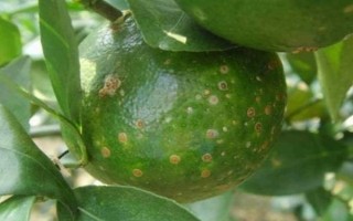 柑橘炭疽病怎么防治，定期噴施苯甲嘧菌酯等藥物