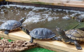能不能用深水飼養(yǎng)烏龜，豬鼻龜、麝香龜?shù)绕贩N可以養(yǎng)在深水缸中