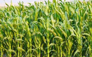 奧玉青貯5102玉米品種簡介，每畝追施尿素30公斤