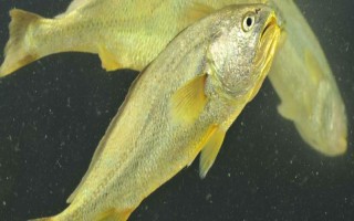 黃花魚的養(yǎng)殖管理方法，要經(jīng)常換水