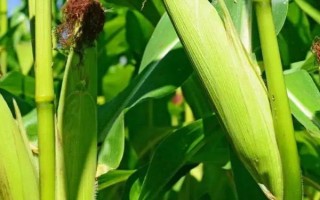 魯單2318玉米種子特征特性，適宜密度為每畝4500株左右