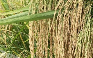 錦兩優(yōu)816水稻品種的特性，3月22日左右播種