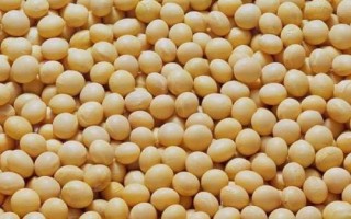 大地8號(hào)大豆種簡(jiǎn)介，生育期間及時(shí)中耕管理