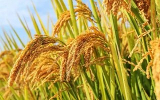 新兩優(yōu)215水稻品種簡介，中秈兩系雜交稻品種