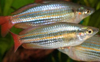 大眼虹銀漢魚好不好養(yǎng)，飼養(yǎng)難度比較大