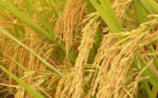 川優(yōu)065水稻品種的特性，一般5月上旬播種