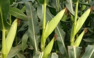 DH606玉米種子簡介，4月下旬至5月上旬播種