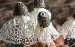 竹蓀和羊肚菌的區(qū)別，科屬、外觀和生長環(huán)境均不同