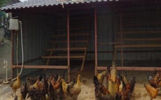 散養(yǎng)土雞的雞舍建造方法，以下5種供參考