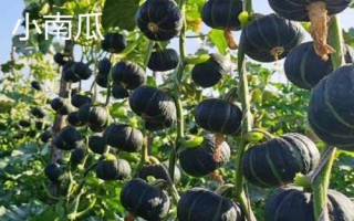 西葫蘆和小南瓜的區(qū)別，顏色和外形均不同