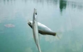 垂釣白條魚應(yīng)該釣浮還是釣底，屬于上層魚類一般可以釣浮