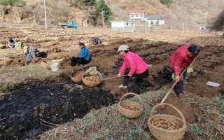 引種天麻要注意什么，當(dāng)?shù)氐臍夂驖M足條件才能種植