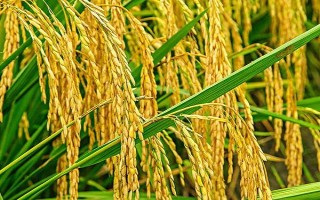 臨稻23號水稻種子特點，屬中晚熟品種