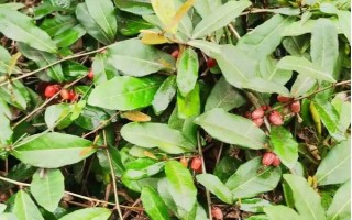 木半夏與胡頹子有什么區(qū)別，植物類型、葉片、花朵等方面均不同