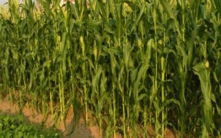 金玉358玉米種子特點，適宜密度為每畝5000株左右