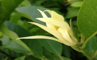 白蘭花的寓意，寓意純潔的愛、高貴優(yōu)雅等