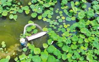 蓮藕怎么種植，深翻土壤施入肥料、按適宜株行距挖穴后再栽植子藕