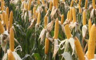 DY918玉米品種的特性，全生育期100天左右