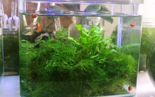 缸里有魚后如何種植水草，首先選擇生長健康、沒有遭受病蟲害的水草