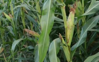 太育167玉米種子特點(diǎn)，適宜播期4月下旬至5月上旬