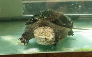鱷龜?shù)娘曫B(yǎng)方法，每隔7-10天消毒一次