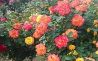 在哪里購買樹狀月季苗，苗木企業(yè)和花卉市場是適宜選擇