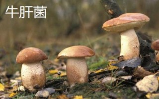 南方適合種植哪些菇類，竹蓀、黑木耳、草菇等