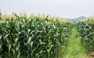 金珠甜脆玉米品種的特性，地溫超過10℃以上時(shí)可以播種