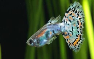 養(yǎng)孔雀魚(yú)多久換一次水，換水量不能太大