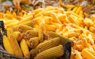 松玉601玉米種簡介，保苗密度為6000株/畝