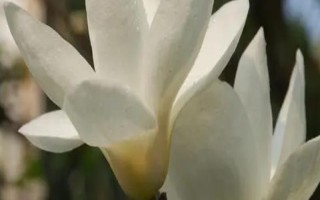 白玉蘭的形態(tài)特征，高達(dá)17米且胸徑達(dá)到30厘米