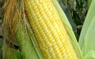 T618玉米品種簡(jiǎn)介，注意防治大斑病