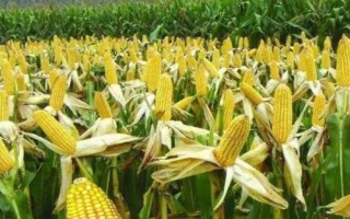 長圣358玉米品種簡介，中抗大斑病