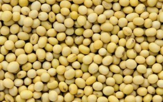 廊豆六號(hào)大豆品種簡(jiǎn)介，較對(duì)照品種中黃13早熟3天