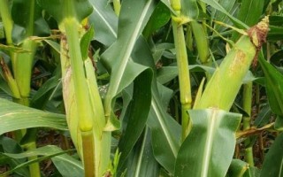 DF1309玉米種子簡(jiǎn)介，該品種適應(yīng)性強(qiáng)