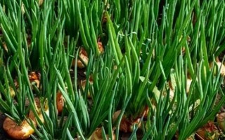 洋蔥的移栽技術(shù)，在定植前4-5天鋪地