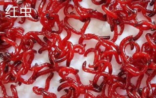 赤蟲(chóng)和紅蟲(chóng)有什么區(qū)別，赤蟲(chóng)呈暗紅色而紅蟲(chóng)呈鮮紅色