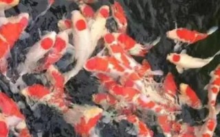 錦鯉潰爛的原因，可能是膚霉病或其它病菌感染導致的