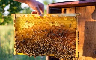 蜂王一天試飛多少次，試飛頻率通常為2-3次