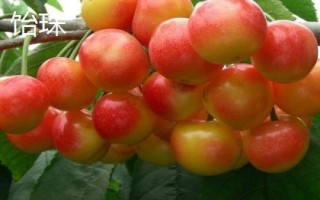 早紅珠櫻桃與福晨櫻桃品質(zhì)對比，早紅珠櫻桃一般更為優(yōu)質(zhì)