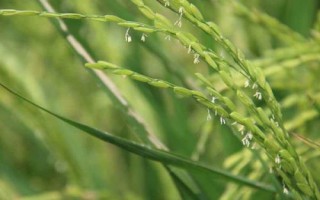魅兩優(yōu)601水稻種簡介，播種前宜用咪鮮胺浸種