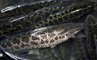 黑魚如何養(yǎng)殖，魚種長成后才能放入混養(yǎng)塘
