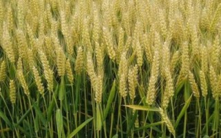 嬰泊700小麥種簡介，生育期243天左右
