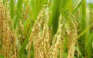 安兩優(yōu)338水稻種子簡介，中抗紋枯?。ú≈?3）