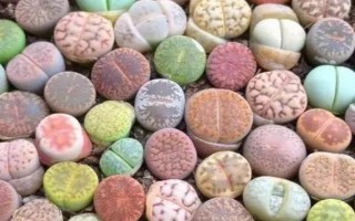 生石花如何換盆，可在生長(zhǎng)季節(jié)換盆