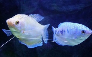 曼龍魚能和什么混養(yǎng)，能和月光魚、紅箭魚等混養(yǎng)