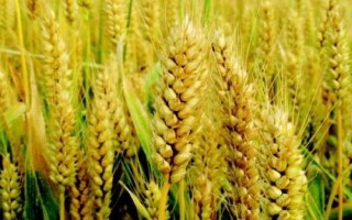 蘭大182小麥種子介紹，適宜播種期9月中下旬